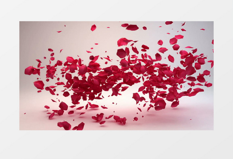 玫瑰花瓣背景后期视频素材