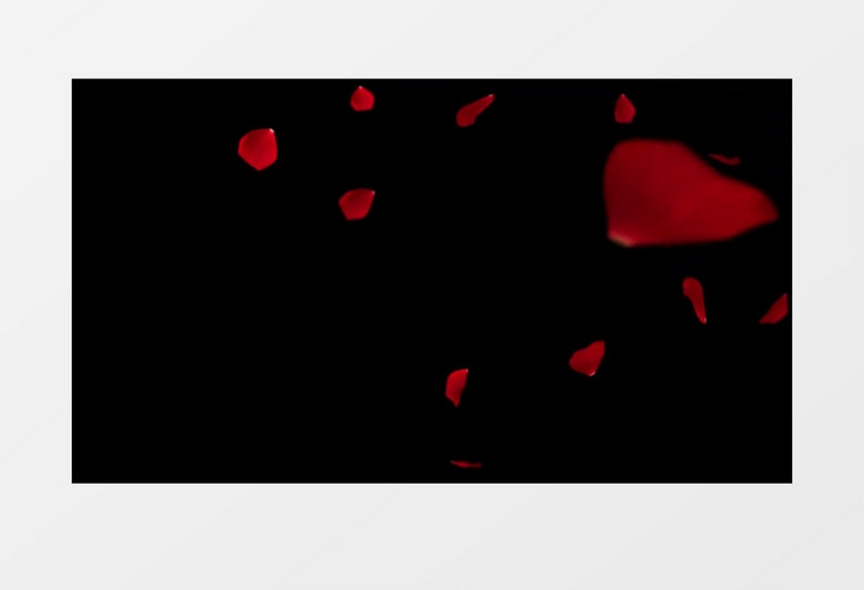 红色玫瑰花瓣缓缓飘落动态视频素材