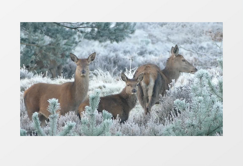 冬日雪中小鹿实拍视频素材