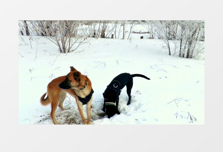 两只狗雪地上挖坑实拍视频素材