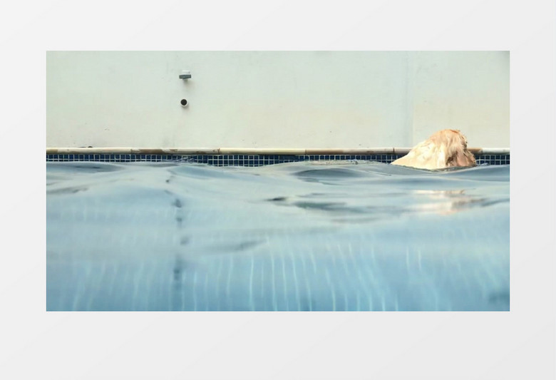 在水下拍摄狗狗游泳实拍视频素材