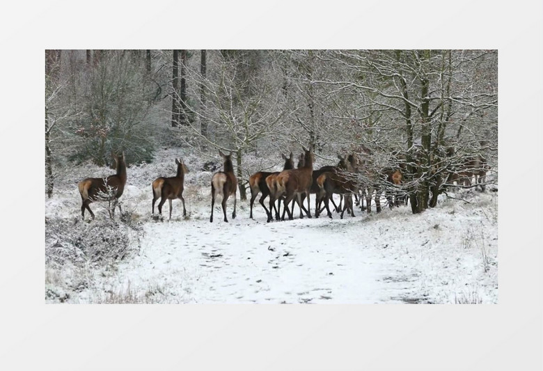 鹿群在雪地奔跑实拍视频素材