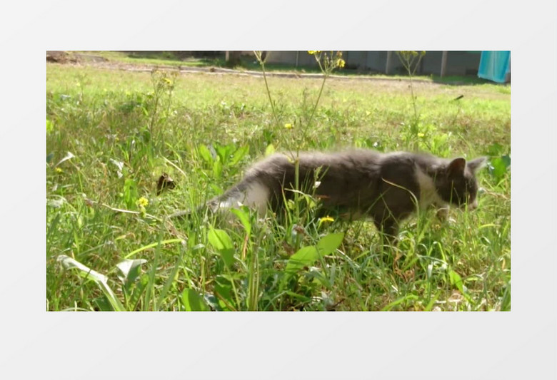 小花猫在草地上散步实拍视频素材