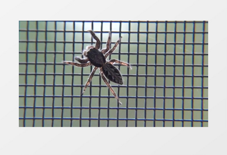蜘蛛在铁丝网上爬行实拍视频素材