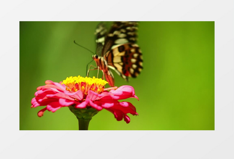 蝴蝶落在花蕊上觅食实拍视频素材