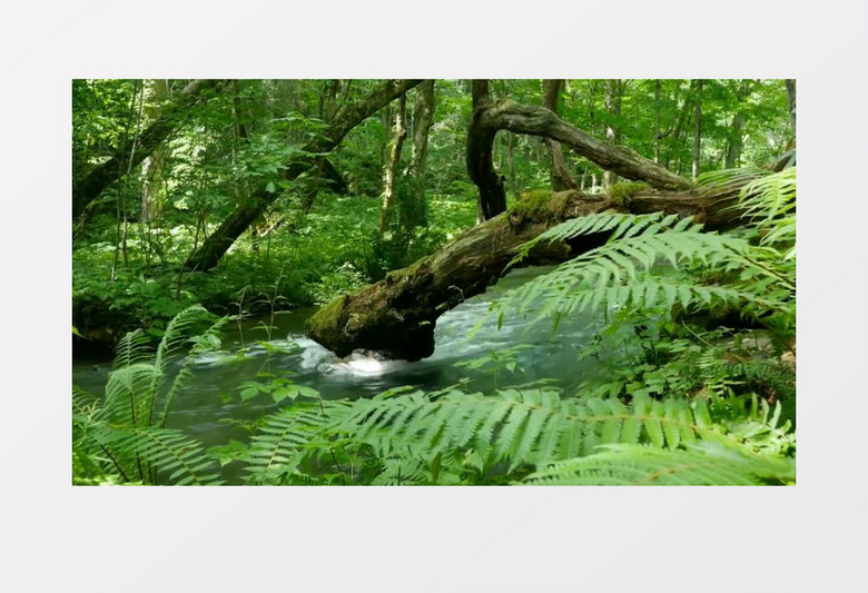 自然世界绿色森林混剪实拍视频背景