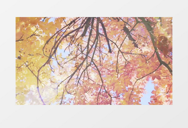 唯美阳光花卉混剪背景视频