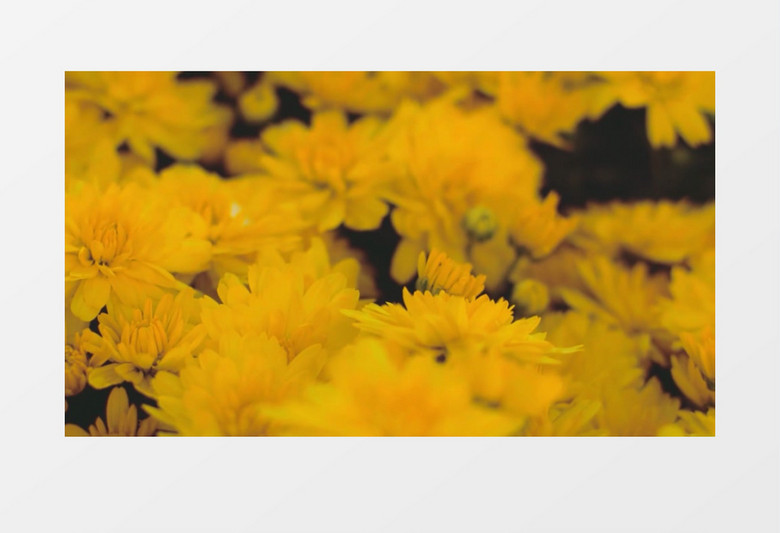 唯美花朵阳光混剪视频动态背景 