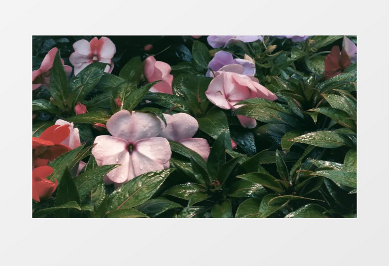 大气复古花朵展示混剪视频动态背景