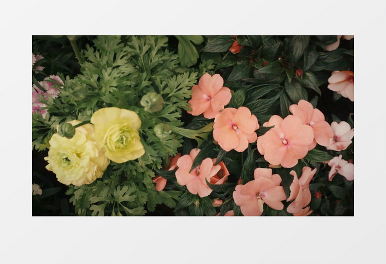 清新自然花朵特写风光视频动态背景