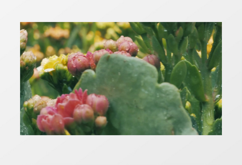 清新安静唯美花卉展示混剪背景视频