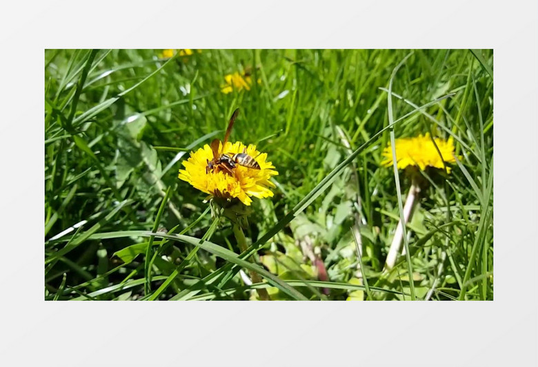 清新绿色花朵草叶动物展示混剪背景视频