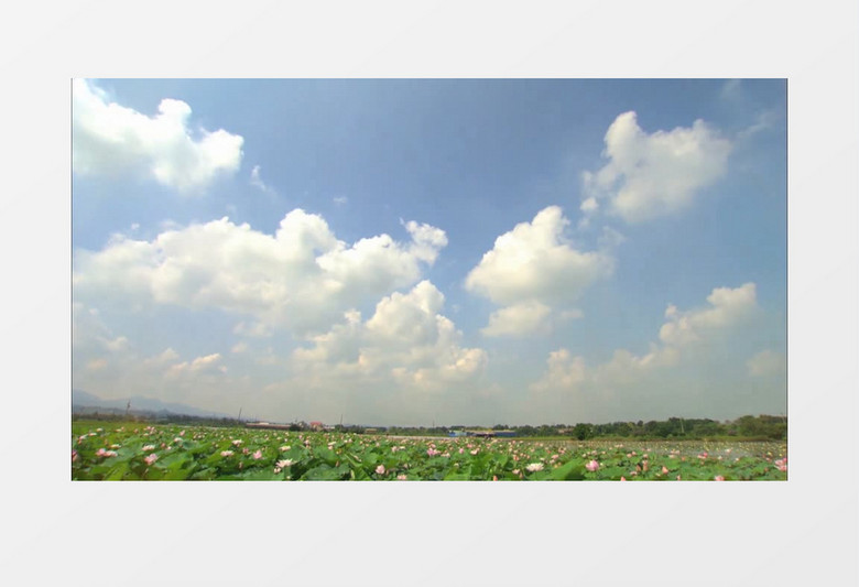 大气绿色多彩花卉展示混剪视频背景