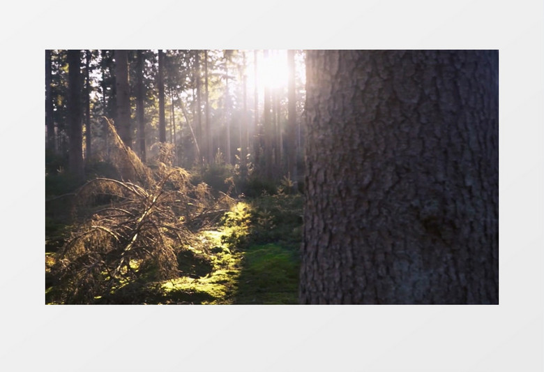 宁静黄昏草原展示混剪视频背景