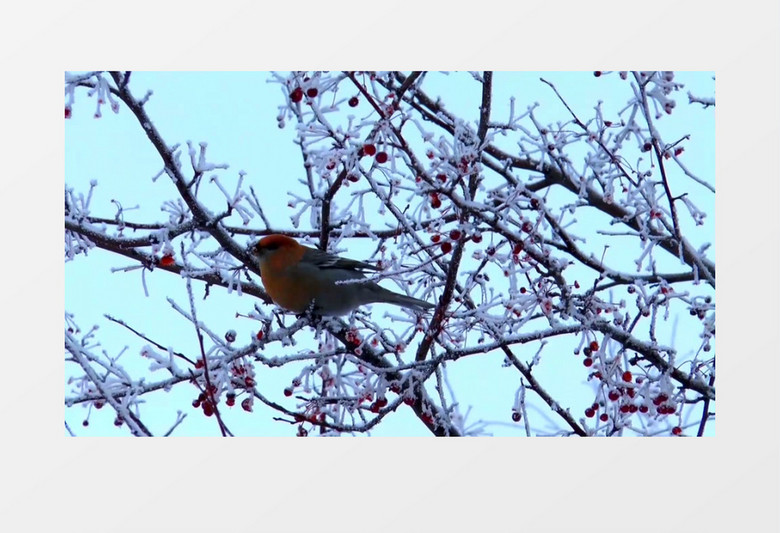 大气雪中草原植物展示混剪视频背景