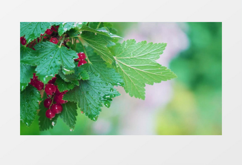 清新唯美花卉展示混剪视频背景视频