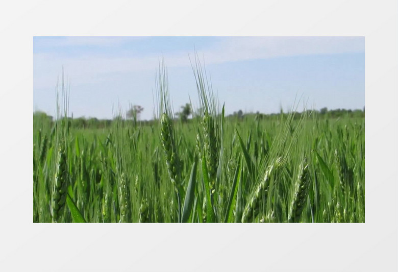 麦田在随风飘动实拍视频素材