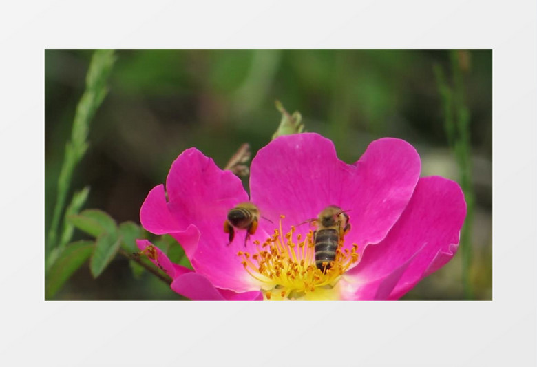 蜜蜂在黄色的花朵上采蜜实拍视频素材
