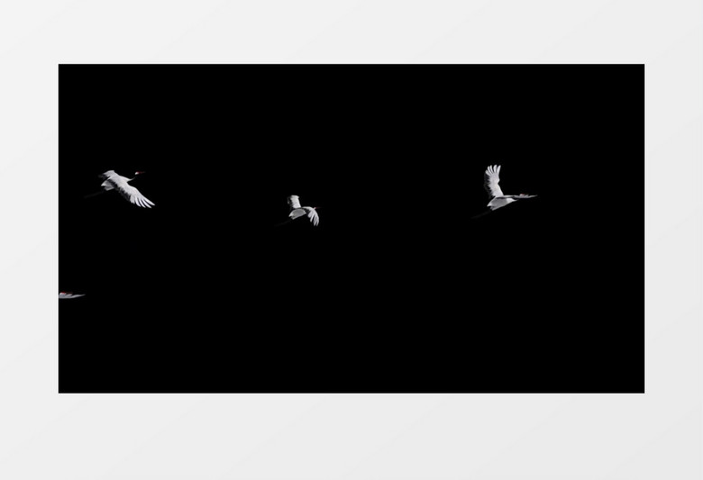 透明通道白鹤飞舞后期视频素材