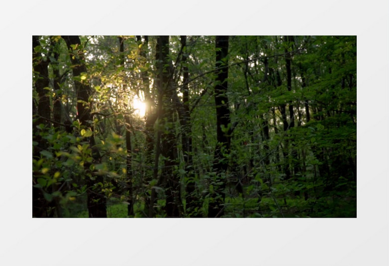 树丛里阳光实拍视频素材