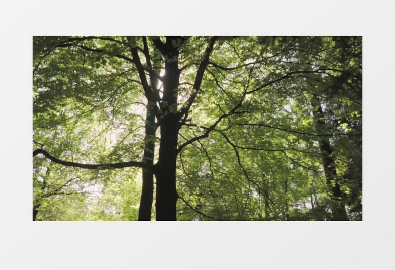 自然阳光原始森林阳光光束穿梭实拍视频素材