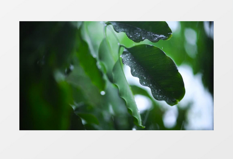 雨水露珠滴答在绿色树叶上实拍高清视频