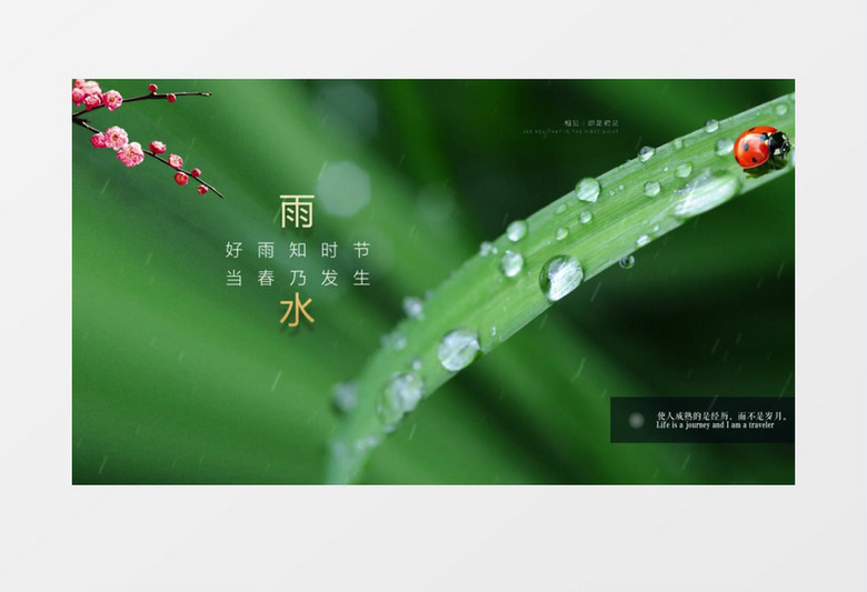 清新唯美二十四节气雨水宣传AE模板