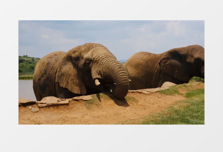 两头大象卷曲着鼻子在吃岸边的食物实拍视频素材