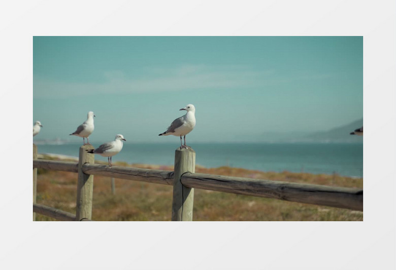 高清拍摄海边围栏上的几只海鸥实拍视频