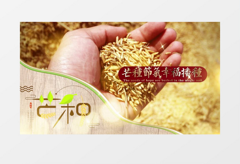 简约安静二十四节气芒种图文展示pr模板