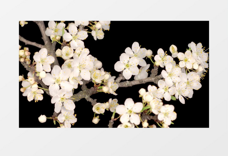 盛开在树枝上的白花生长动画后期素材