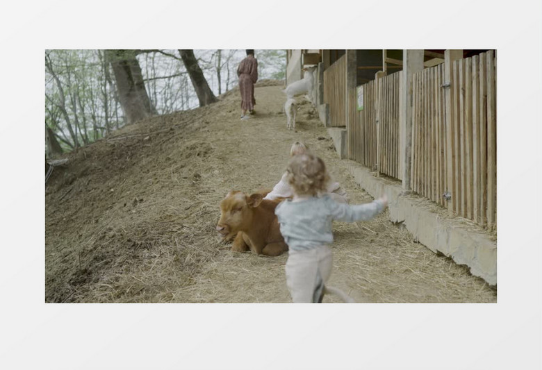 小孩跑过去抱住小牛实拍视频