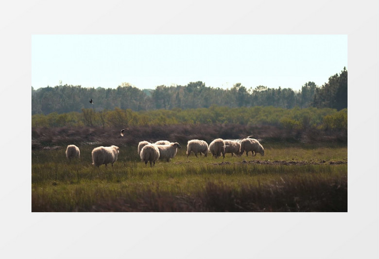 一群羊正在吃草好多鸟在飞来飞去实拍视频