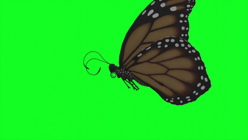 蝴蝶在绿幕下翩翩起舞视频素材