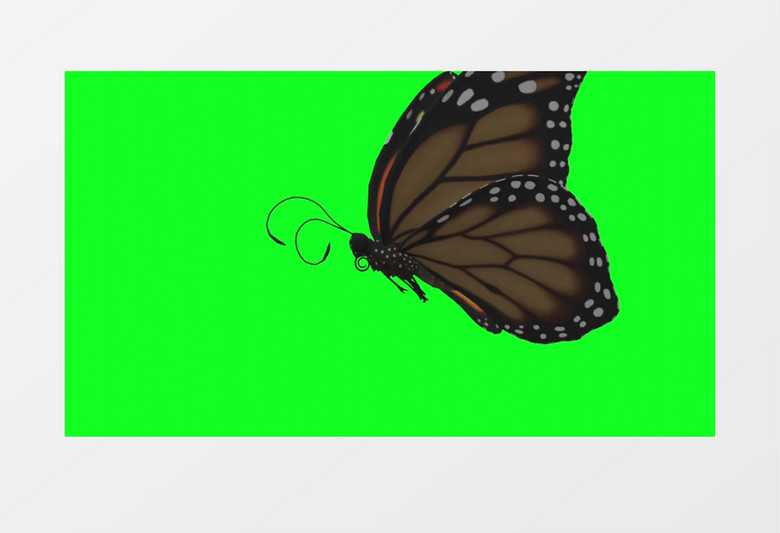 蝴蝶在绿幕下翩翩起舞视频素材