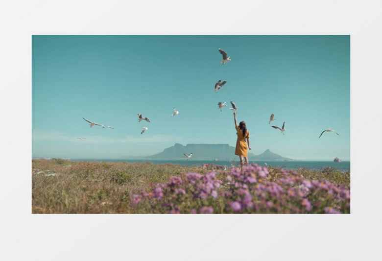 全景拍摄女孩高举面包投喂海鸥实拍视频