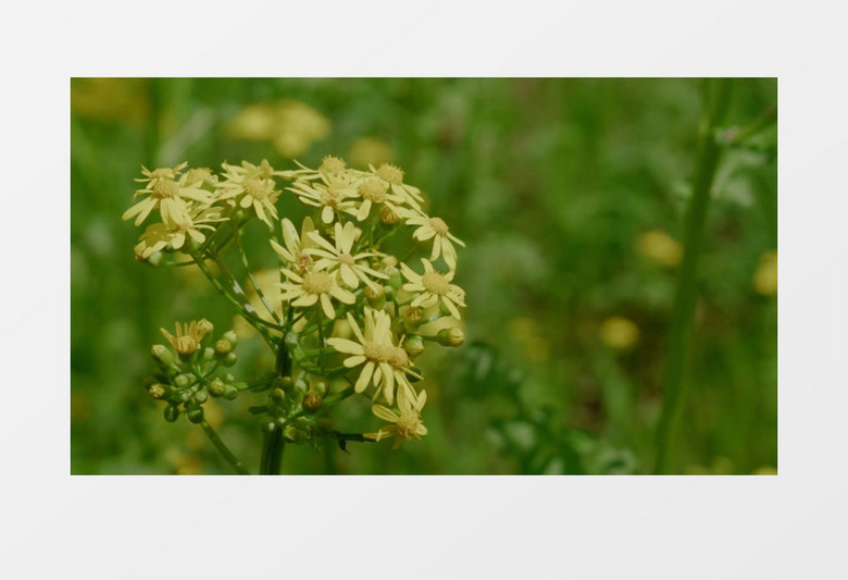 高清实拍郊外的黄色小雏菊实拍视频素材