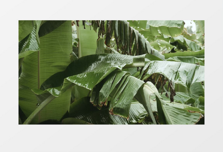 芭蕉叶在被小雨滴冲刷实拍视频素材