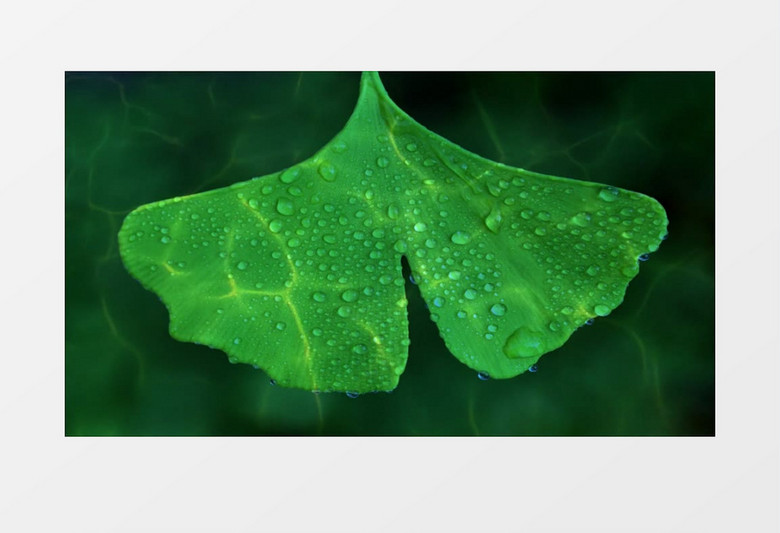 银杏叶在水面实拍视频素材