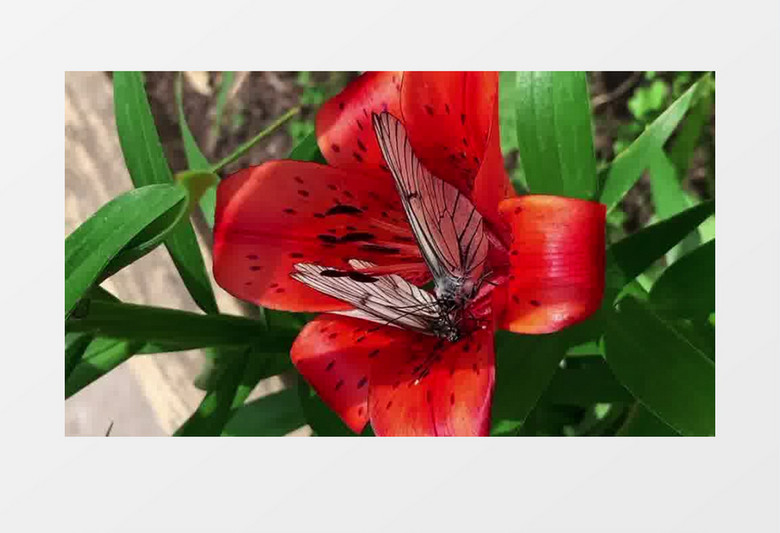 两只蝴蝶在红色花朵中飞舞实拍视频素材