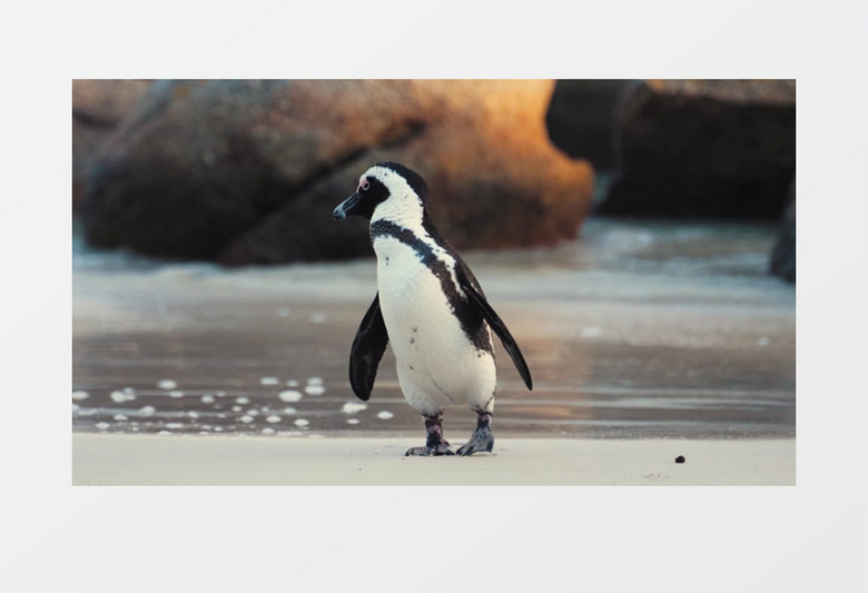 燕尾夜鹰在整理自己的羽毛实拍视频素材