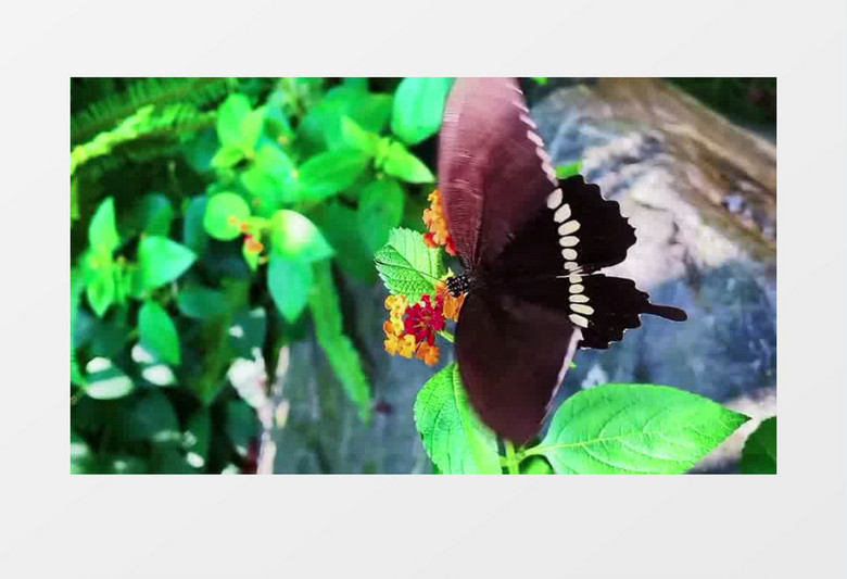 蝴蝶在红色花朵上觅食实拍视频素材