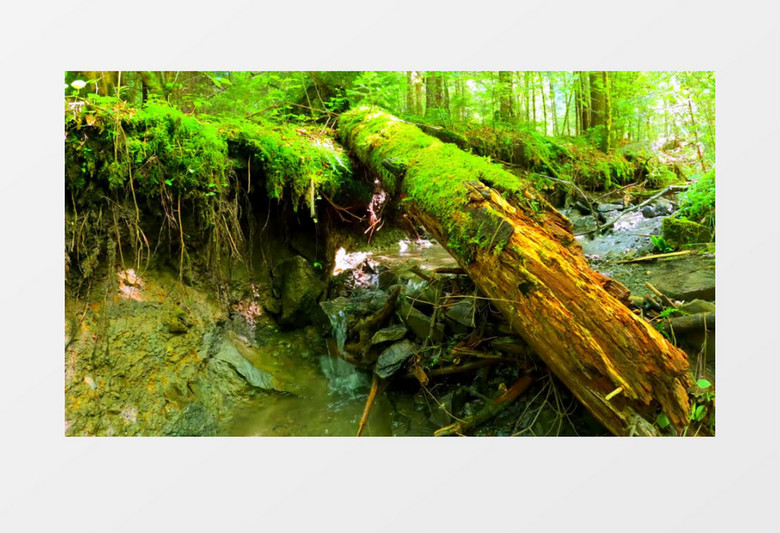 森林中的溪水在潺潺流动实拍视频素材