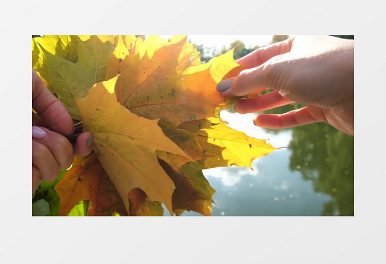 手里拿着变黄的枫树叶子实拍视频素材