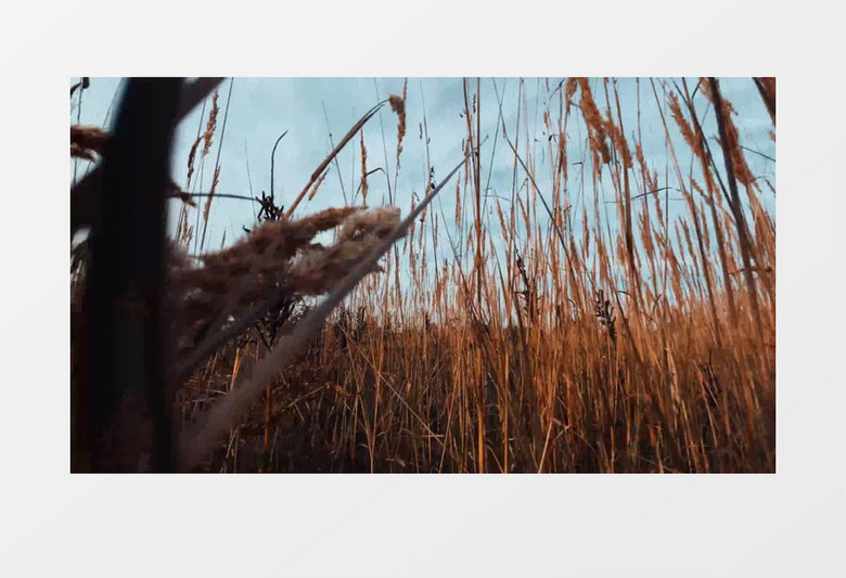 镜头穿梭实拍穿过枯黄的植被景象实拍视频素材