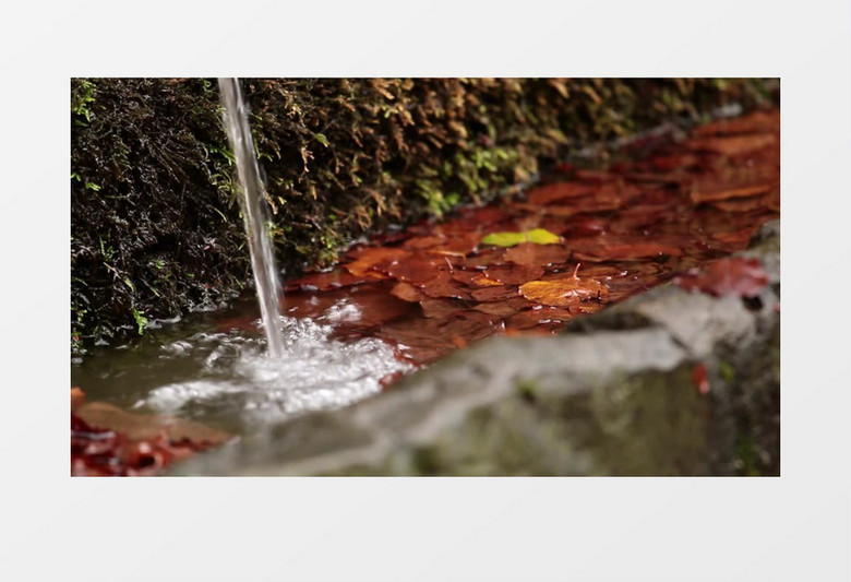 实拍在水中浸泡的落叶实拍视频素材
