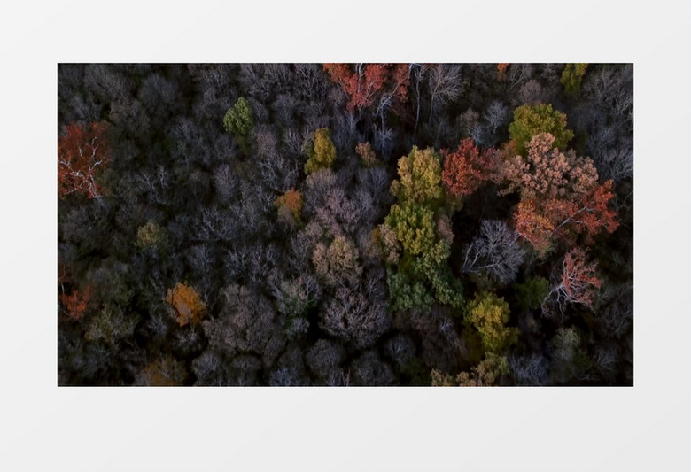 俯瞰森林中逐渐枯萎落叶的树木实拍视频素材