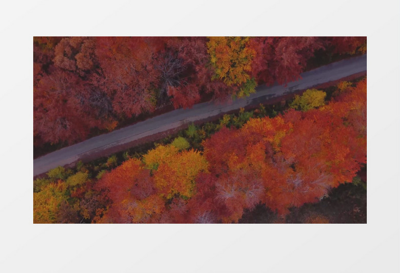 俯拍秋季森林中变红的树木实拍视频素材