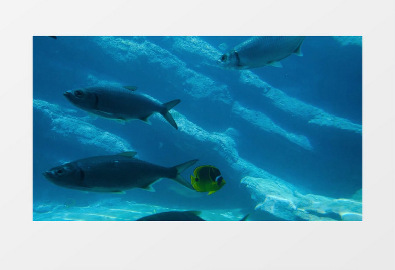 各种鱼和海龟在水中穿梭实拍视频素材