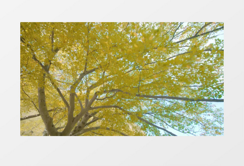 近距离实拍枝繁叶茂的银杏树实拍视频素材